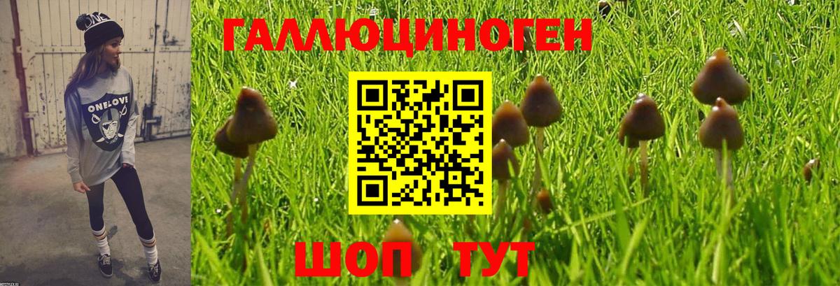 Псилоцибиновые грибы GOLDEN TEACHER Можга